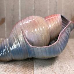 Giant Pottery Seashell - thumbnail 4
