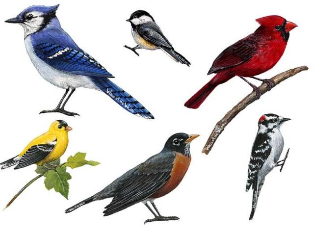 Song Birds Combo Pack Wall Decals