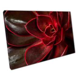 Echeveria Succulent Macro Canvas Print Botanical Wall Art For Home & Office Decor - thumbnail 1