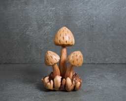Handmade Wooden Mushroom Statue Parasite Wood Art 5.5 - thumbnail 1