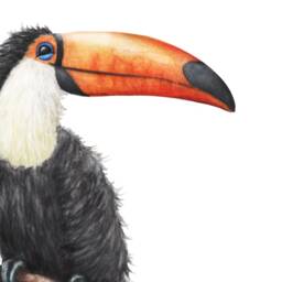 Tropical Toucan Art - Wildlife Gallery Wall Print - thumbnail 3