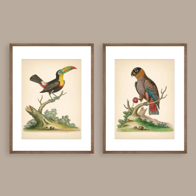 8x10'' Birds Prints Set Of 2 Prints Toucan Parrot Flower Nature Wall Art Botanical Print Vintage Set Exotic Decor - image 1
