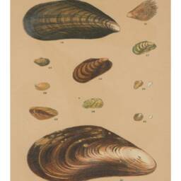 Sea Shell Art Print Nautical Beach Decor - Canvas, Matte, Or Photo Paper - thumbnail 2