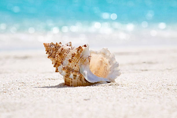 Shell Display