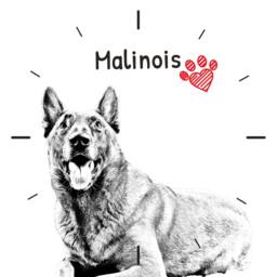 Malinois, Free Standing Mdf Floor Clock With An Image Of A Dog - thumbnail 2