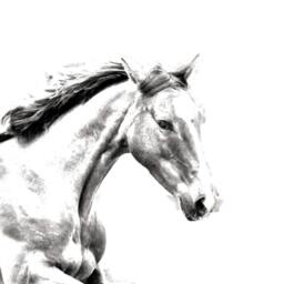 Irish Sport Horse - Wooden Stand For Candles/Pens With The Image Of A New Collection - thumbnail 2