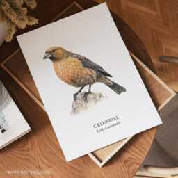 Crossbill Bird Illustrated Print, Wall Decor Prints, Species, Garden Birds - thumbnail 2