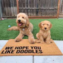 I Hope You Like Doodles Doormat - Funny Dog Lover Welcome Mat Doodle Mom Gift Pet Owner Porch Decor Goldendoodles Breed - thumbnail 2