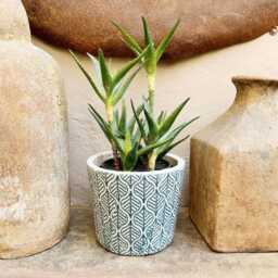 Large Dutch Pot - Crackle Glaze Plant With A Teal Blue Leaf Pattern Rustic White Cover Succulent Planter House - thumbnail 2