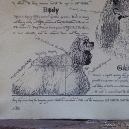 Vintage American Cocker Spaniel Print Antique Style Dog Art - thumbnail 3