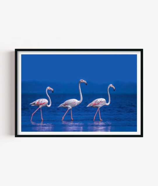 Flamingo Beach Print, Coastal Bird Photography Wall Art, Tropical Seaside Decor - image 1