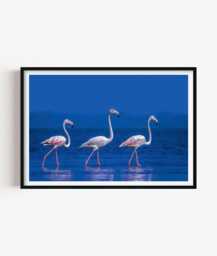 Flamingo Beach Print, Coastal Bird Photography Wall Art, Tropical Seaside Decor - thumbnail 1