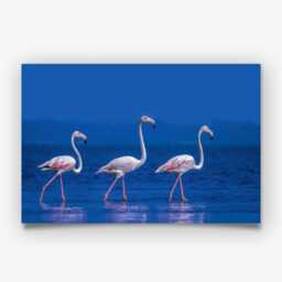 Flamingo Beach Print, Coastal Bird Photography Wall Art, Tropical Seaside Decor - thumbnail 3