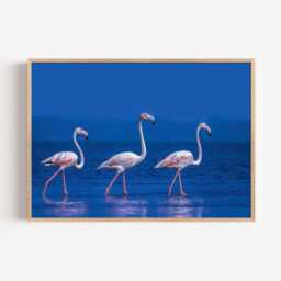 Flamingo Beach Print, Coastal Bird Photography Wall Art, Tropical Seaside Decor - thumbnail 2