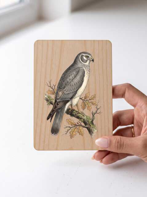 Hen Harrier Art Print - Vintage Moorland Bird Of Prey Pine Wooden Postcard Wall - image 1