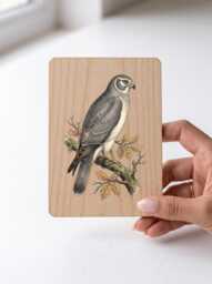 Hen Harrier Art Print - Vintage Moorland Bird Of Prey Pine Wooden Postcard Wall - thumbnail 1