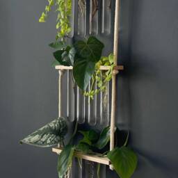 Propagation Station For Plant Cuttings & Propagation, Gift Under ???20 Lovers - thumbnail 3