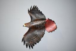 Leather Bird, Red Tail Hawk Wall Hanging - 9-10 Or 13-14 Inch Wingspan Custom Order in This Size