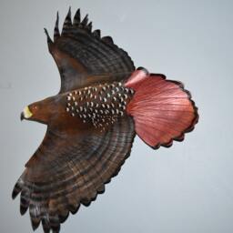 Leather Bird, Red Tail Hawk Wall Hanging - 9-10 Or 13-14 Inch Wingspan Custom Order in This Size - thumbnail 4