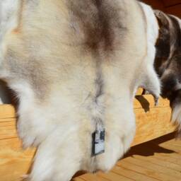 Luxurious Scandinavian Reindeer Rug Natural Skin Decor - 130 cm - thumbnail 4