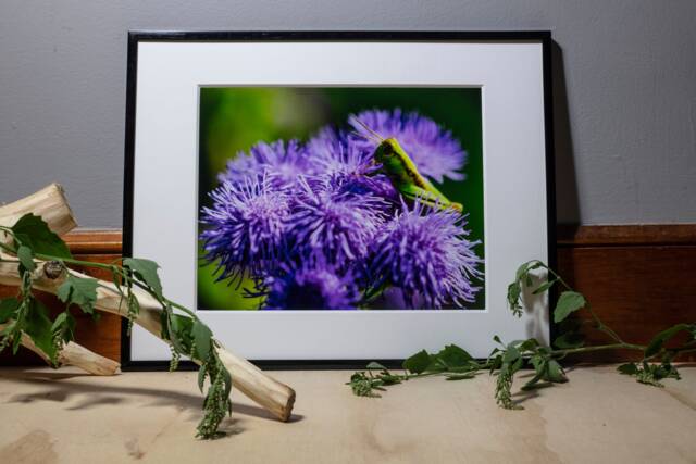 Calming Wall Art, Nature Photography Macro Print, Flower Photography, Grasshopper Gardener Gifts - image 1