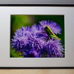 Calming Wall Art, Nature Photography Macro Print, Flower Photography, Grasshopper Gardener Gifts - thumbnail 2