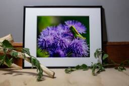 Calming Wall Art, Nature Photography Macro Print, Flower Photography, Grasshopper Gardener Gifts - thumbnail 1