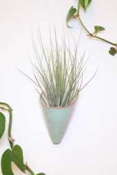Ceramic Wall Planter, Large Cone By Carter + Rose - thumbnail 1