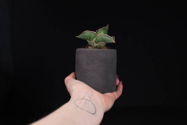 Charcoal Concrete Pot, Minimalist Cylinder Planter, Modern Industrial Decor - Virid Collection - image 1