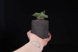 Charcoal Concrete Pot, Minimalist Cylinder Planter, Modern Industrial Decor - Virid Collection - thumbnail 1
