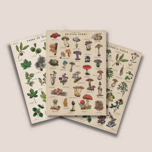 Botanical Print Bundle - British Trees Poster Fungi Artwork Foraging Illustration - image 1