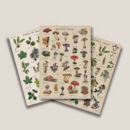 Botanical Print Bundle - British Trees Poster Fungi Artwork Foraging Illustration - thumbnail 1
