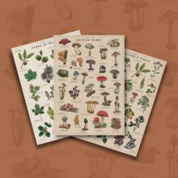 Botanical Print Bundle - British Trees Poster Fungi Artwork Foraging Illustration - thumbnail 2