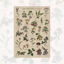 Botanical Print Bundle - British Trees Poster Fungi Artwork Foraging Illustration - thumbnail 3