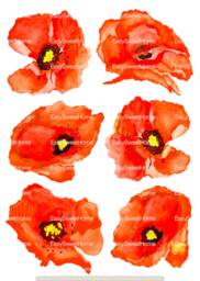 Orange Poppy Wall Decals, Home D??cor, Kitchen Hand-Painted Decals For Walls, Tiles & Furniture, Flower By Easysweethome - thumbnail 1