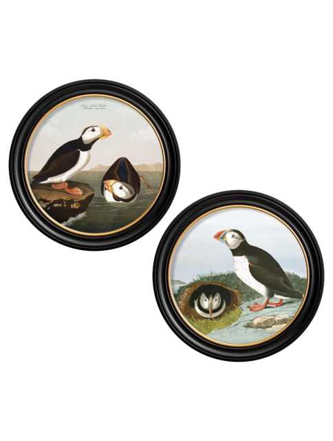 Vintage Puffins Print // Round Frames Set Of 2 C.1838 Audubon's - image 1