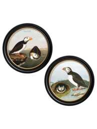 Vintage Puffins Print // Round Frames Set Of 2 C.1838 Audubon's - thumbnail 1