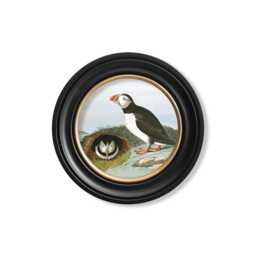 Vintage Puffins Print // Round Frames Set Of 2 C.1838 Audubon's - thumbnail 2