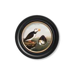 Vintage Puffins Print // Round Frames Set Of 2 C.1838 Audubon's - thumbnail 3