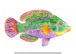 Wall Decal Big Tropical Fish - Beach/Ocean Theme Bedroom Bathroom Decals Tile Stickers Furniture By Easysweethome