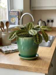 Sea Green Plant Pot With Attached Saucer, Indoor Outdoor Planter, Drainage Hole, - D14-D20cm - thumbnail 1