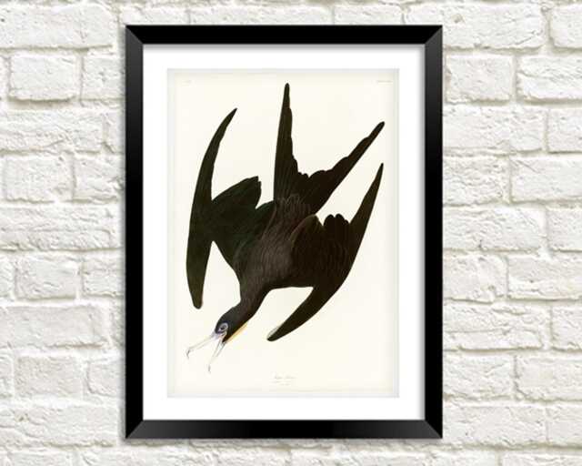 Vintage Bird Print Frigate Pelican Art Illustration - image 1