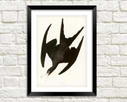 Vintage Bird Print Frigate Pelican Art Illustration - thumbnail 1