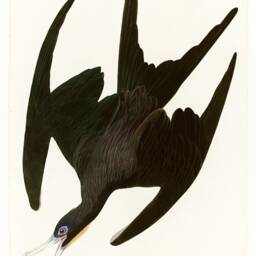 Vintage Bird Print Frigate Pelican Art Illustration - thumbnail 2