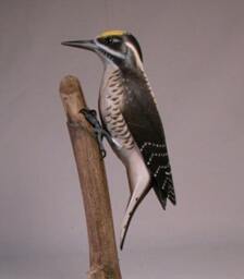 Three-Toed Woodpecker Hand Carved Wooden Bird - thumbnail 2