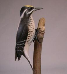 Three-Toed Woodpecker Hand Carved Wooden Bird - thumbnail 3