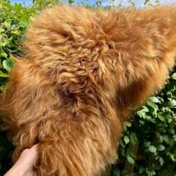Highland Cow Rug Icelandic Sheepskin Long Haired Throw Longwool Christmas Sheepskins Elf Kendal Hippies - thumbnail 4