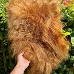 Highland Cow Rug Icelandic Sheepskin Long Haired Throw Longwool Christmas Sheepskins Elf Kendal Hippies - thumbnail 3