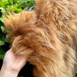 Highland Cow Rug Icelandic Sheepskin Long Haired Throw Longwool Christmas Sheepskins Elf Kendal Hippies - thumbnail 2