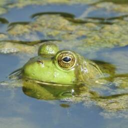 Frog Soaking in Water Framed Print - thumbnail 3